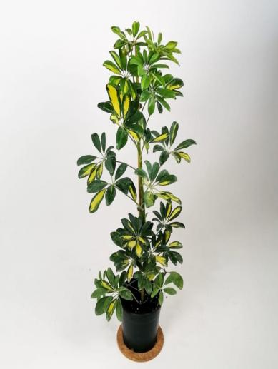 1x1-seheflera